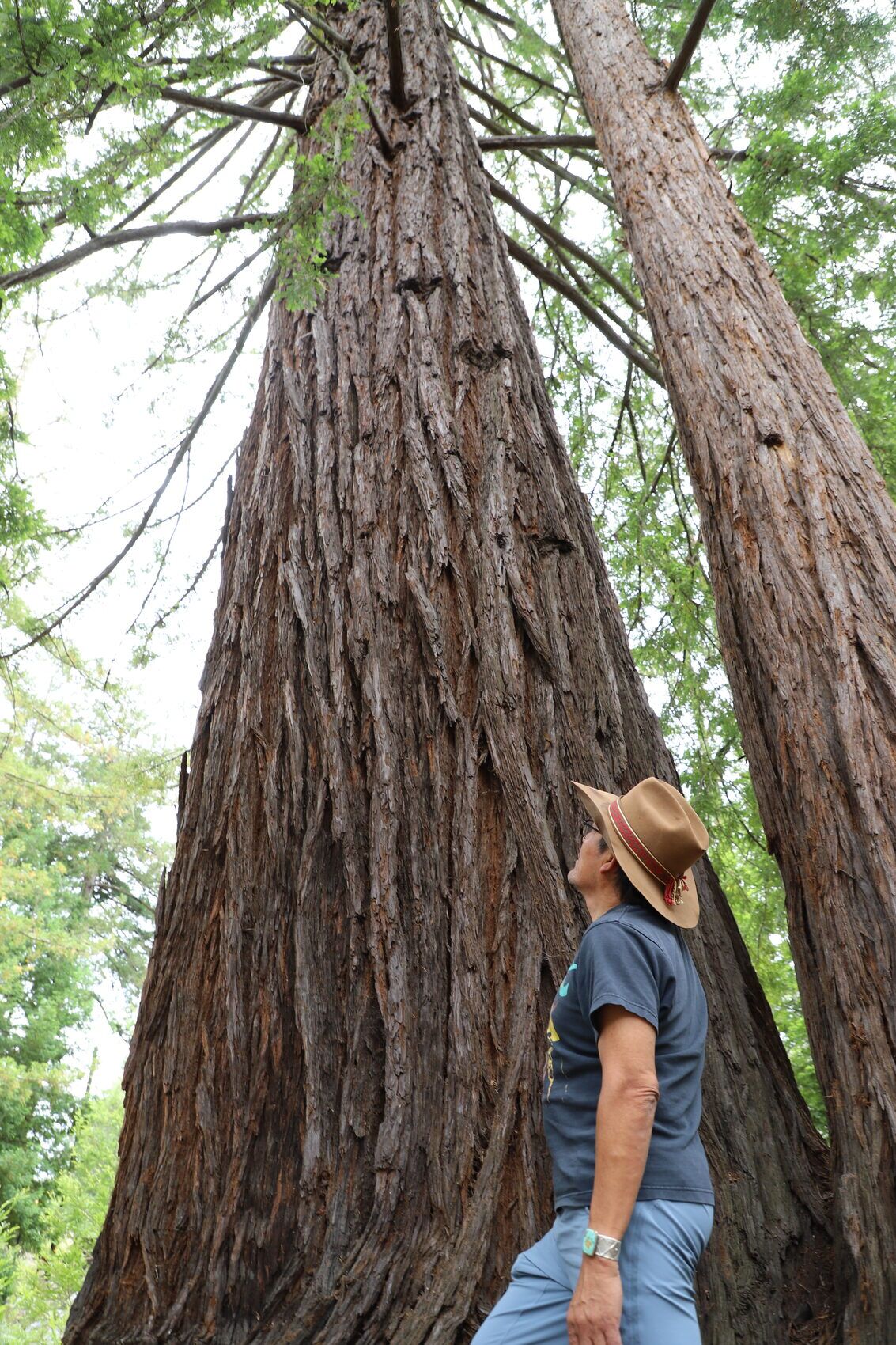 The redwoods at 1440 Multiversity