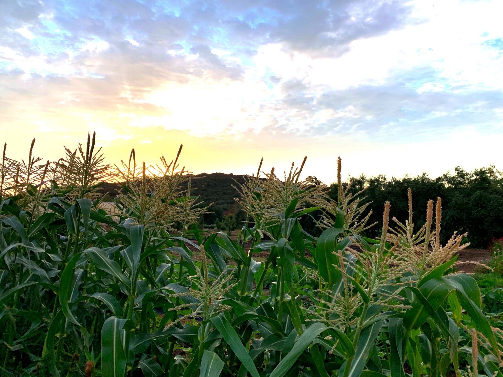 Dry-farmed corn in tassel at sunset
