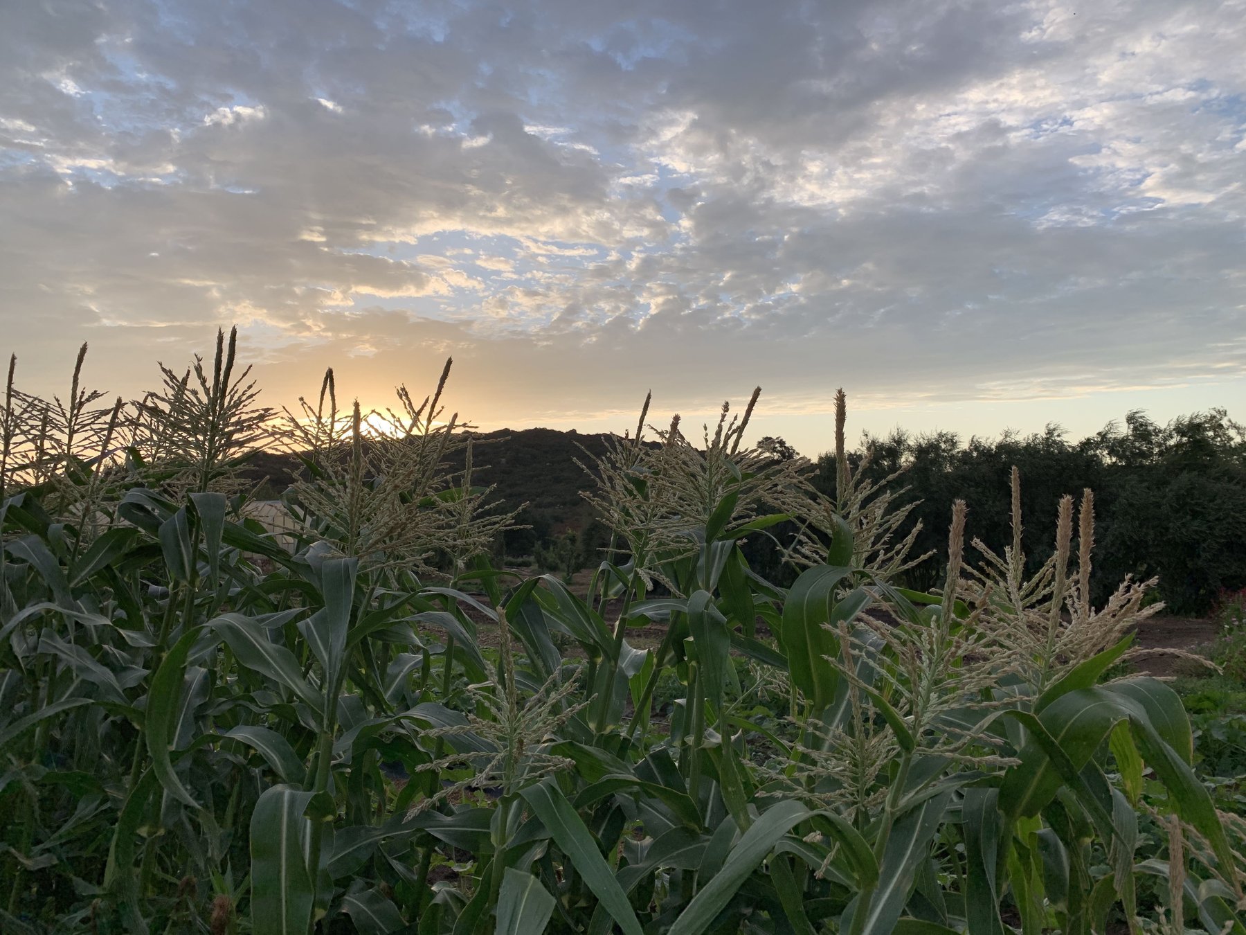 Dry-farmed corn in tassel at sunset